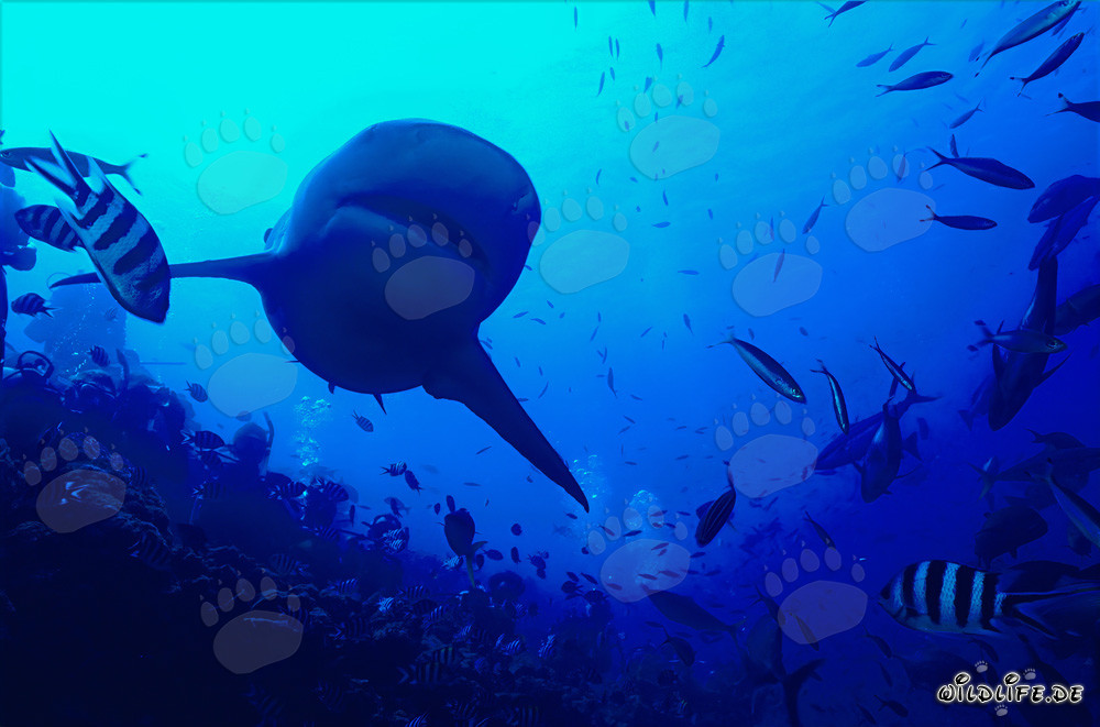 Bull Shark on the Reef