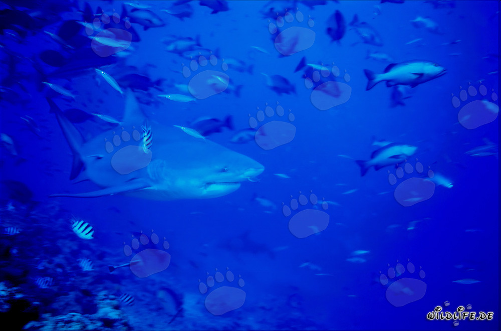Impressive bull shark in front of stunning coral reef