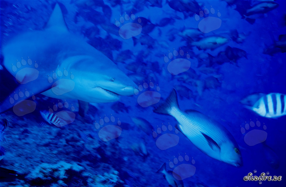 Bull shark looking for prey