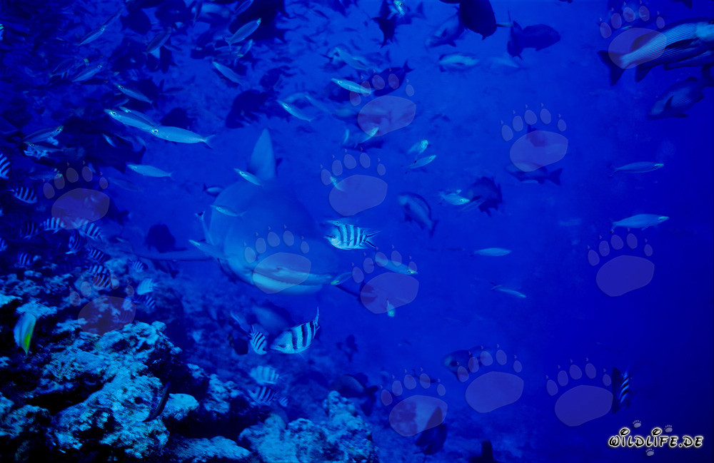Cría de tiburón toro explorando el arrecife en el abismo