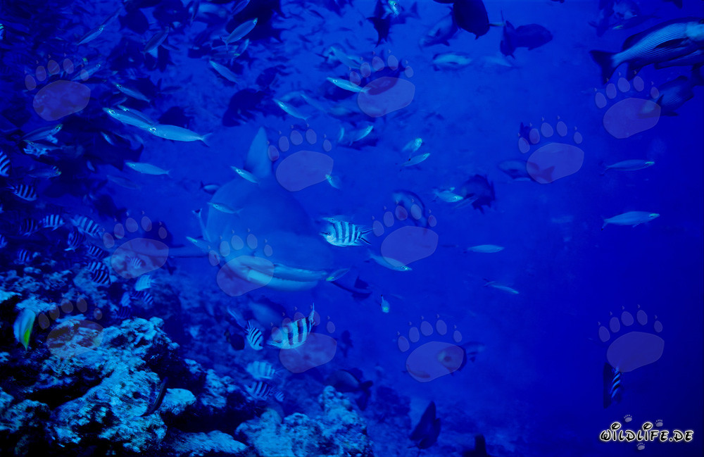 Giovane squalo toro che esplora il reef sull'orlo dell'abisso