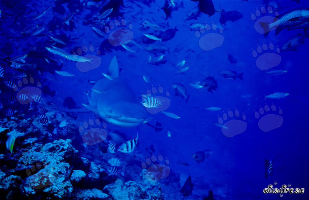 Jeune taureau requin explorant le récif au bord de l'abîme