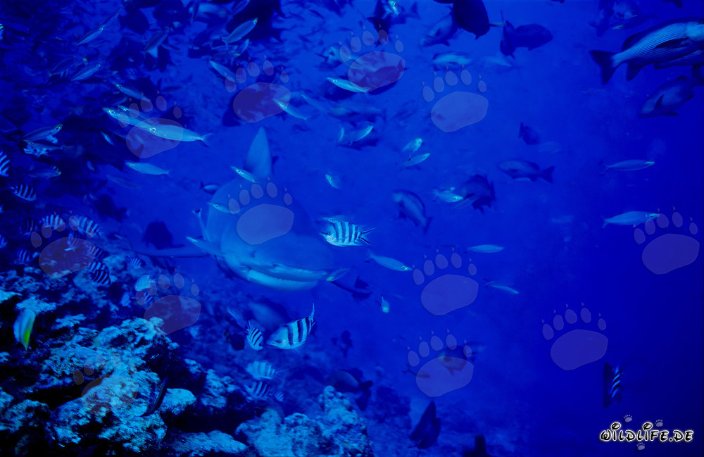 Juvenile bull shark explores the reef edge