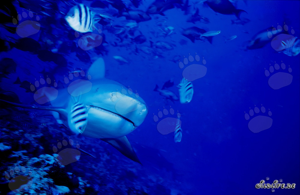 Majestic Bull Shark Emerges at the Coral Reef
