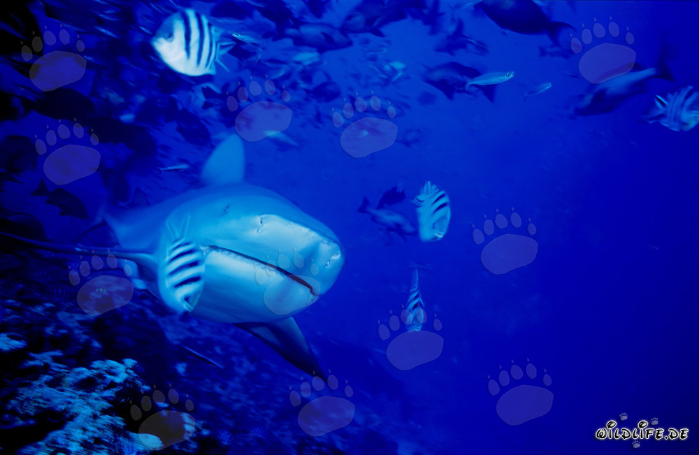 Imponente squalo toro emerge sulla barriera corallina