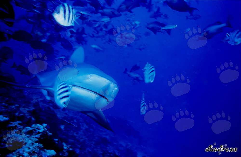 Impresionante tiburón toro emerge en el arrecife de coral