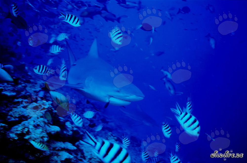 Bull Shark with Reef Fish