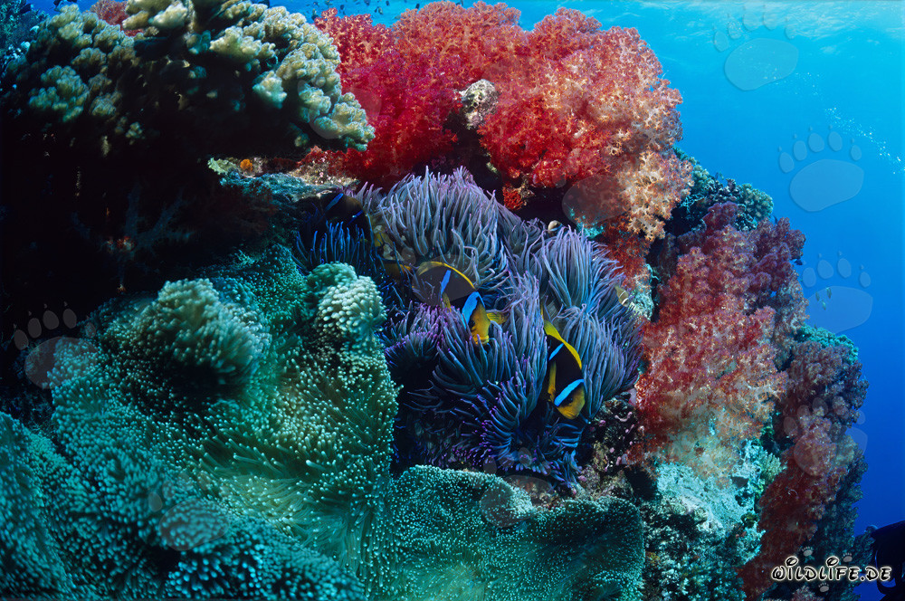 Faszinierende Weichkoralle und Anemonenfische in der Beqa Lagune, Fiji