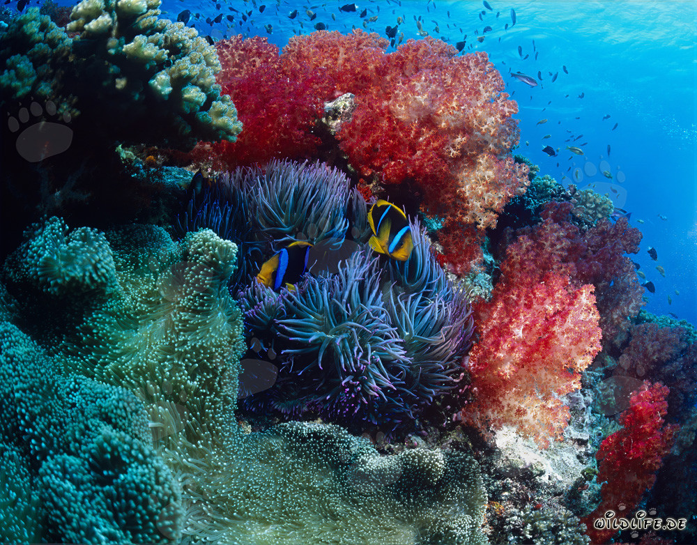 Faszinierende Weichkorallen in der Beqa Lagoon
