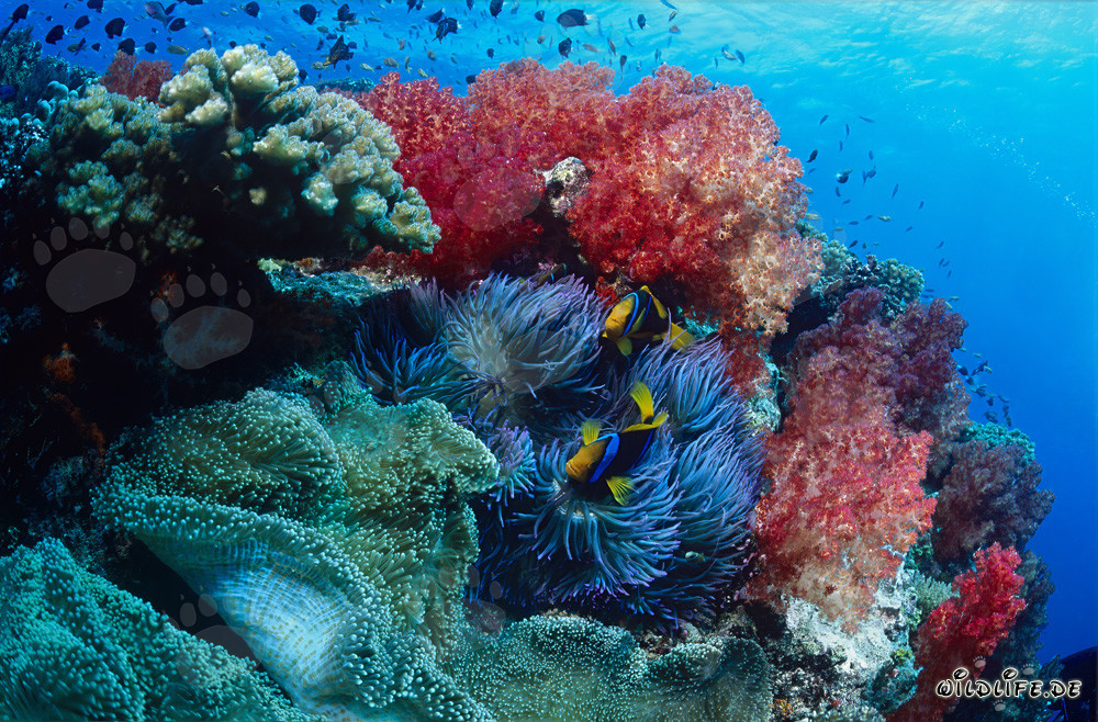 Faszinierende Weichkorallen in der Beqa Lagune, Fiji
