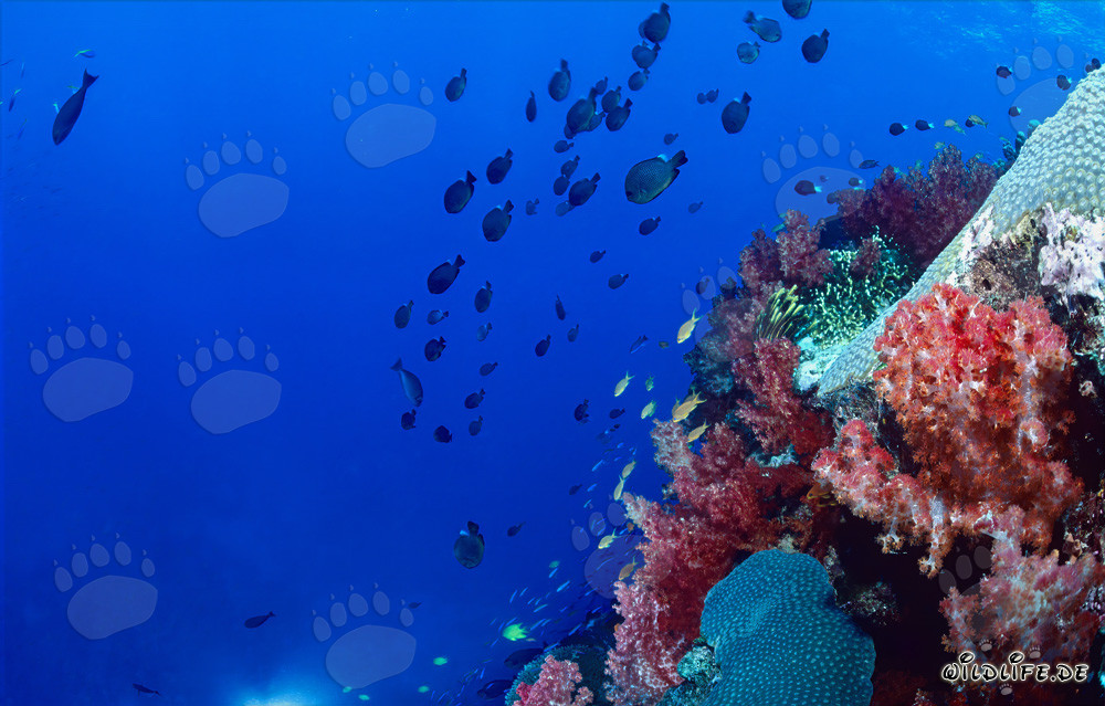 Leuchtende Weichkorallen in der Beqa Lagoon auf Viti Levu, Fiji
