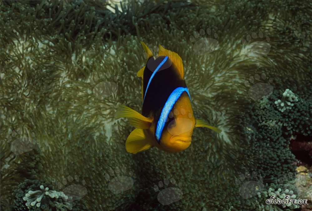 Rotmeer-Anemonenfisch