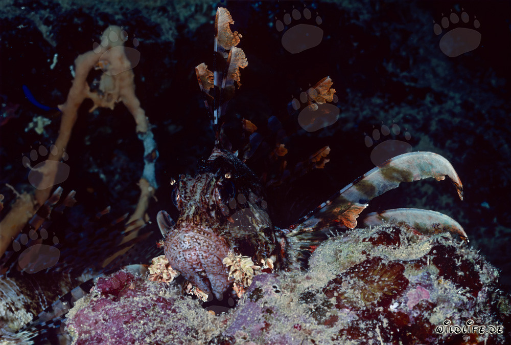 Fascinante pez escorpión indio (Pterois miles)