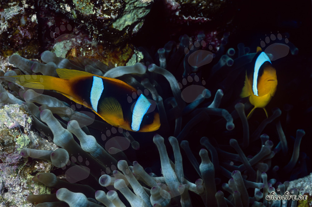 Fascinating Red Sea Anemonefish (Amphiprion bicinctus)