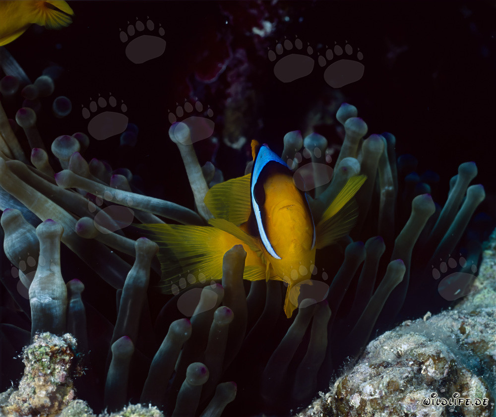 Red Sea anemonefish (Amphiprion bicinctus)