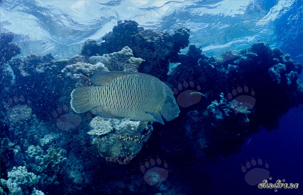 Napoleon-Lippfisch im Roten Meer