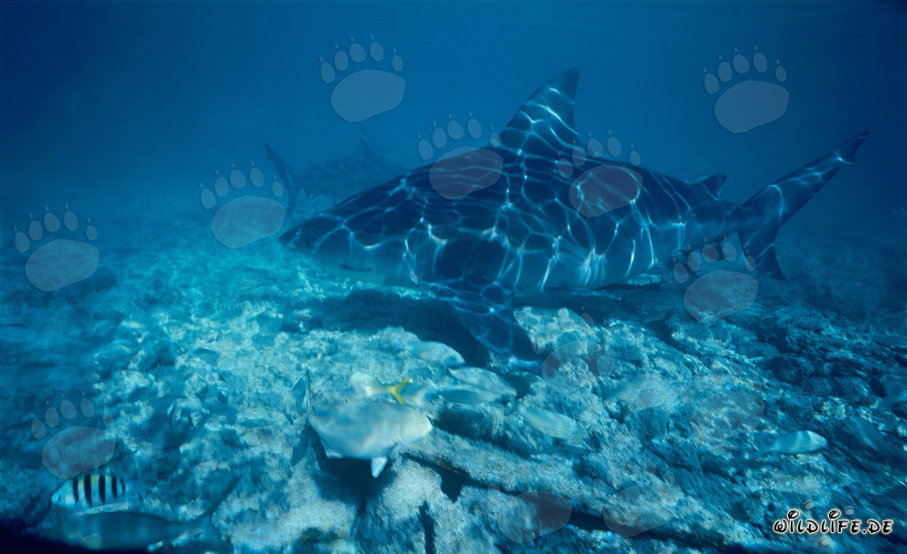 Bull Shark - Majestically swimming over the seabed