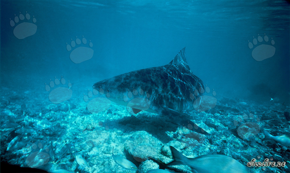 Bull Shark swimming close to the seabed