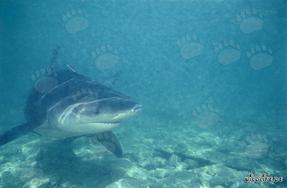 Fascinating Bull Shark in shallow water of Shark Beach on Walker´s Cay