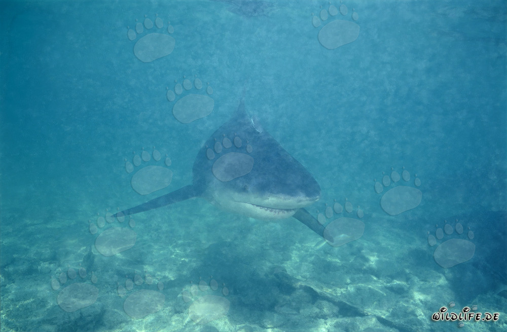 Bull shark on the hunt in murky waters off Walker´s Cay, Bahamas