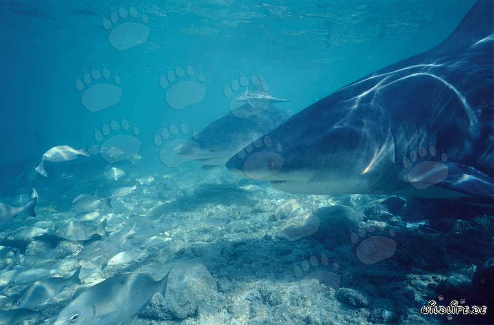 Bullenhaie (Carcharhinus leucas) vor der Shark Beach von Walker's Cay - eine eindrucksvolle Begegnung