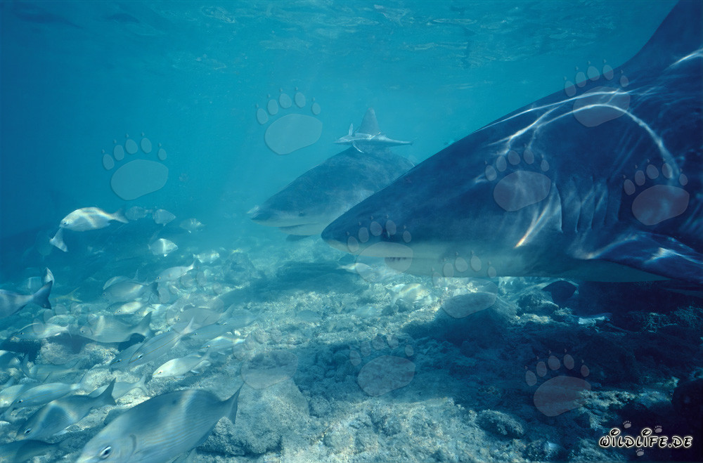 Rencontre fascinante avec les requins taureaux sur la plage aux requins de Walker's Cay