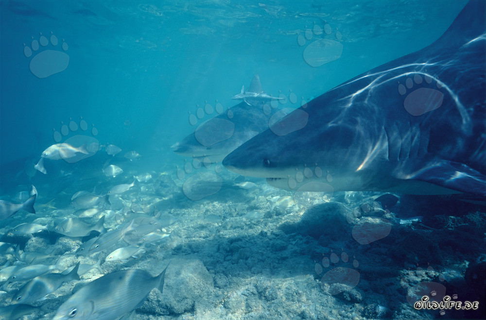 Encuentro fascinante con tiburones toro en la playa de tiburones de Walker's Cay