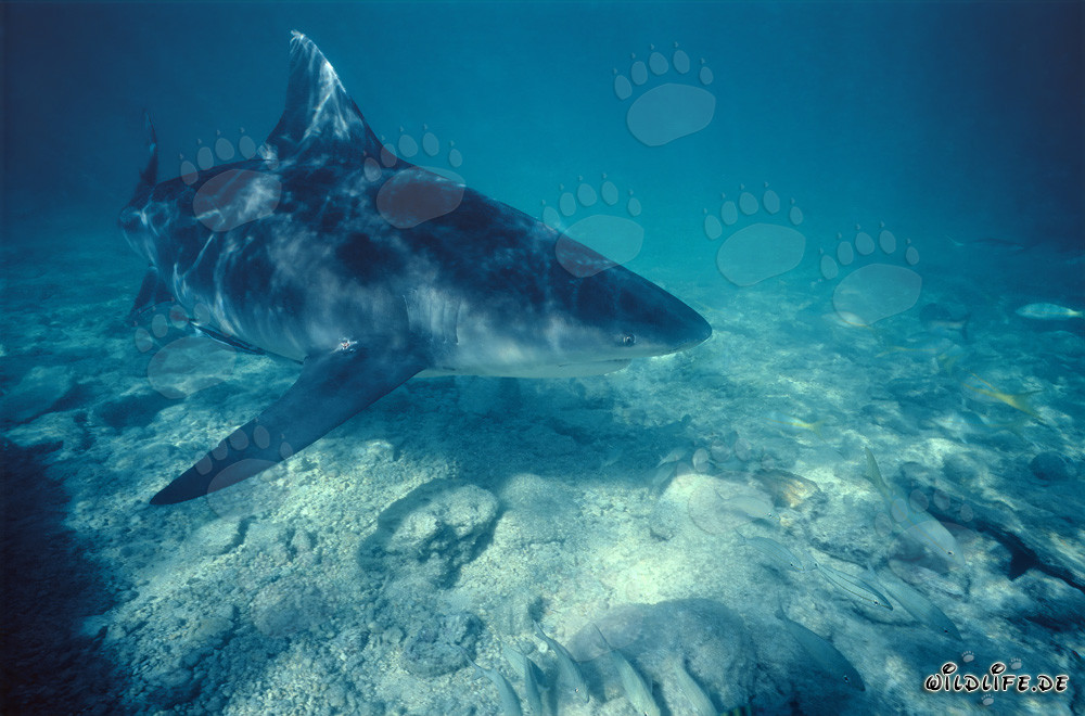Impressive Bull Shark gracefully swimming close to the seabed