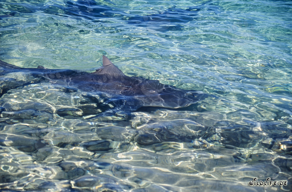 Bull Shark at Walker´s Cay - Dangerous Shark in Tropical Waters