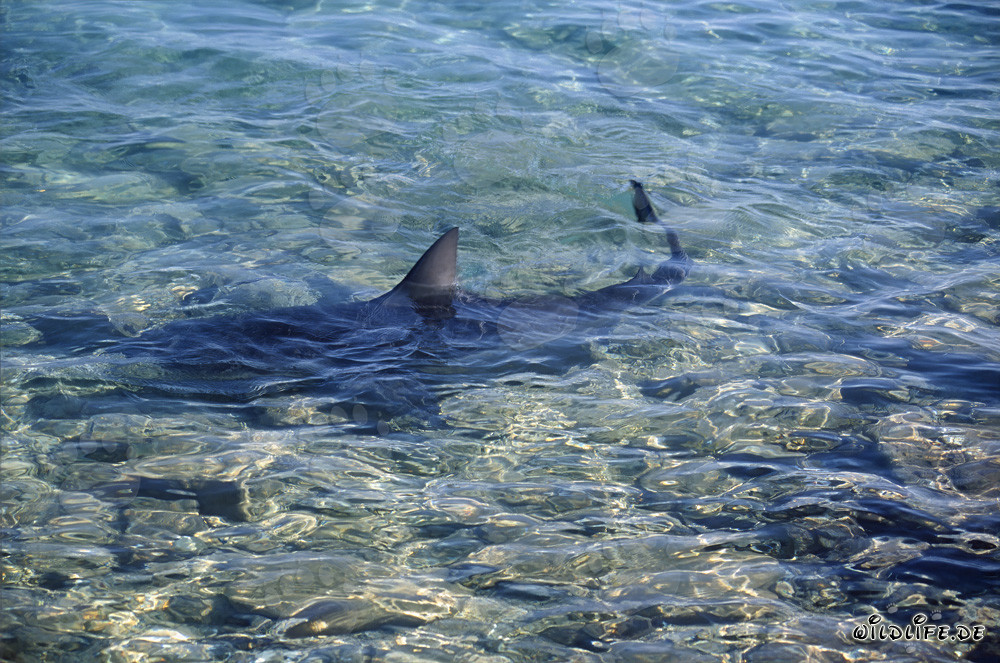 Bull Shark - Majesty of the Oceans