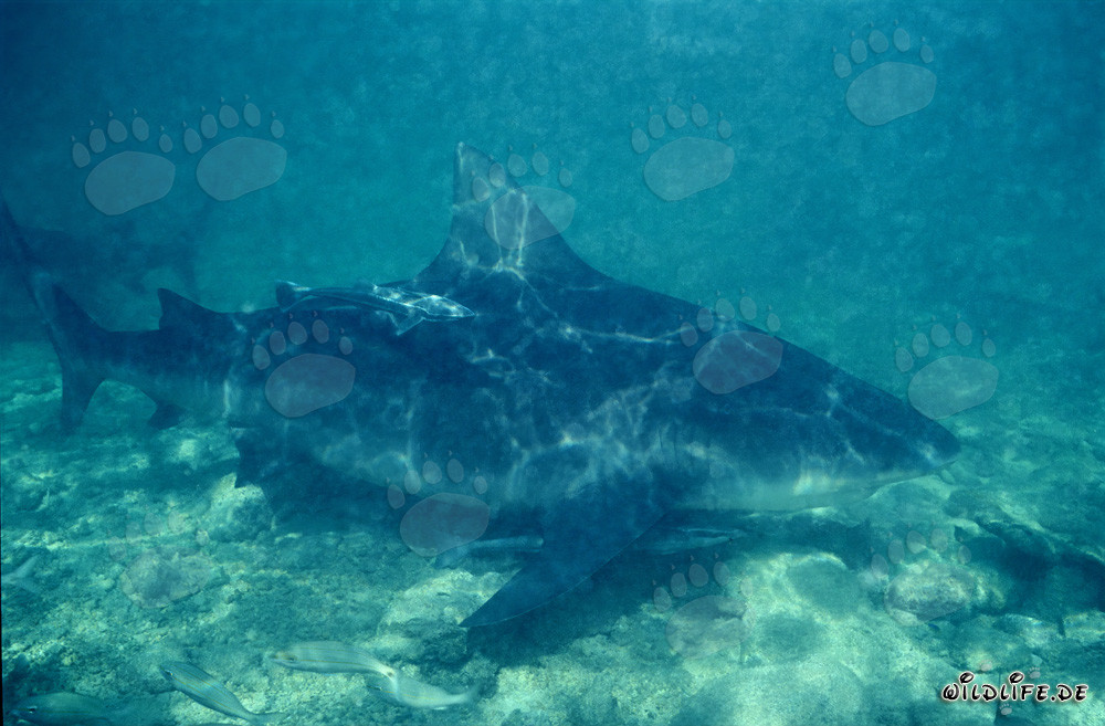 Bull Shark on the Hunt in the Bahamas