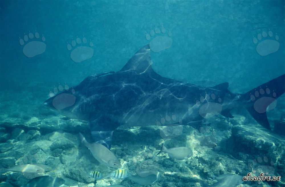 Bull Shark at Walker's Cay - King of the Seas