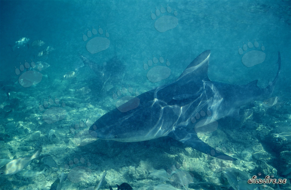 Bull Shark on the Hunt at Walker´s Cay