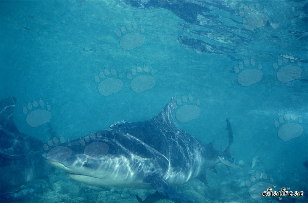Bull Shark (Carcharhinus leucas)