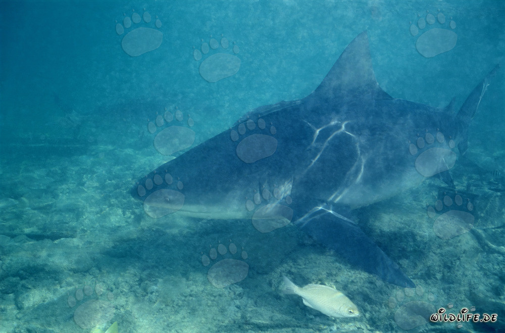 Bull Shark (Carcharhinus leucas) foraging near Walker´s Cay