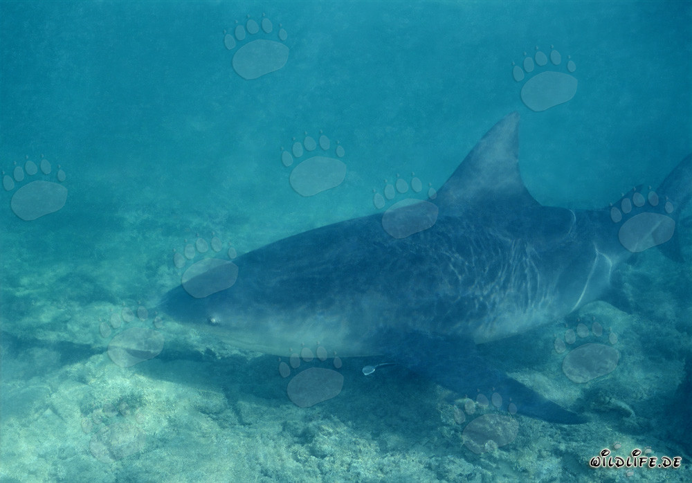 Bull Shark - The Dangerous Predator of the Bahamas