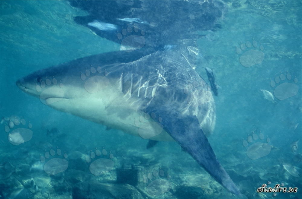 Bull shark on the hunt in Walker´s Cay, Bahamas