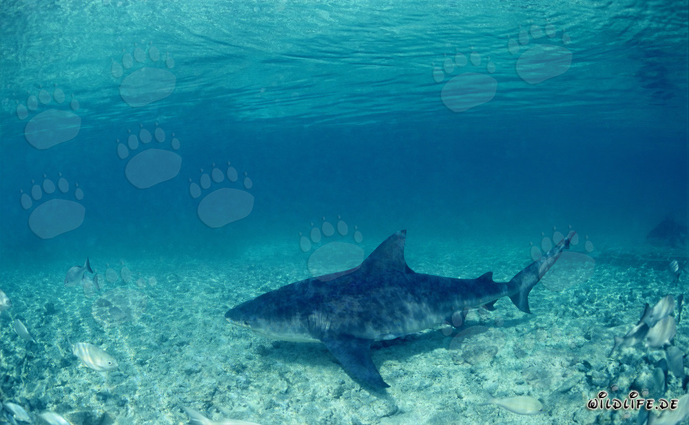 Impressive bull shark swimming over sandy seabed