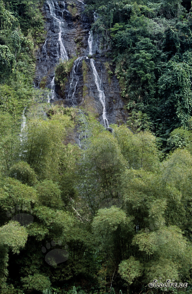 Cascata pittoresca nella lussureggiante foresta pluviale di Fiji