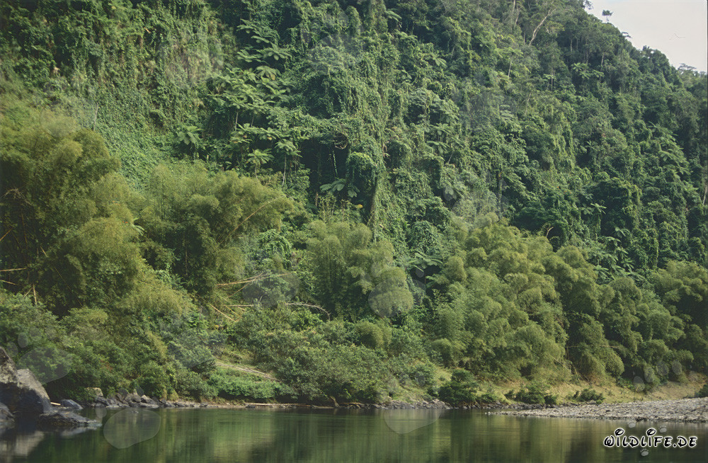 Forêt tropicale majestueuse le long de la pittoresque rivière Navua sur Viti Levu
