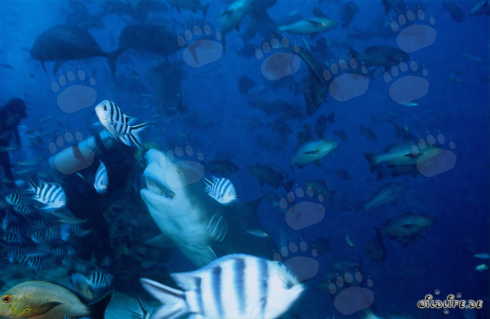 Impressive bull shark and brave diver in Beqa Lagoon, Fiji
