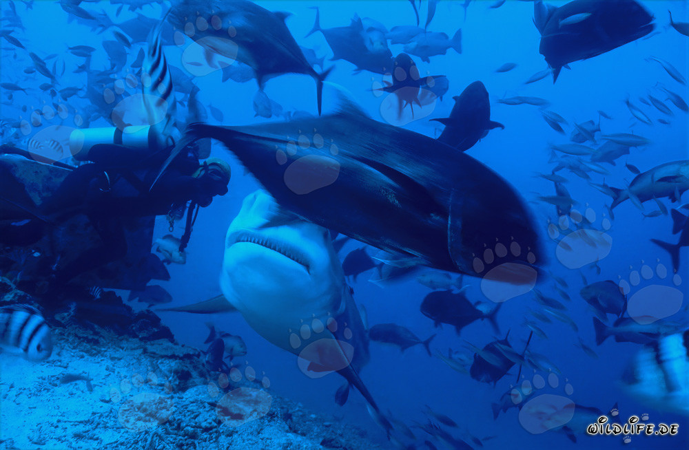Bull Shark and Diver in Beqa Lagoon, Fiji