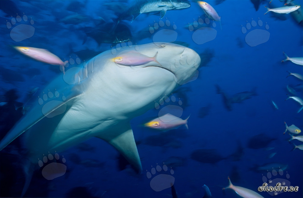 Impressive shot of a bull shark from below