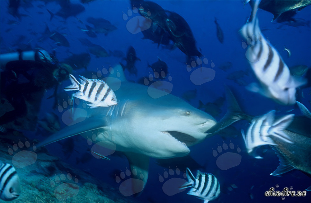 Bull Shark observing a fascinating object