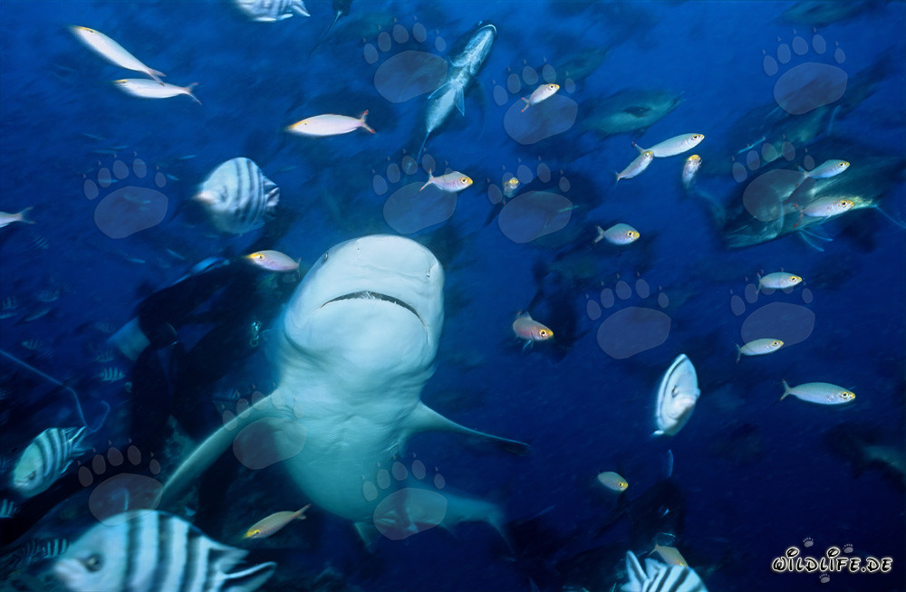 White underside of the Bull Shark - impressive underwater motif