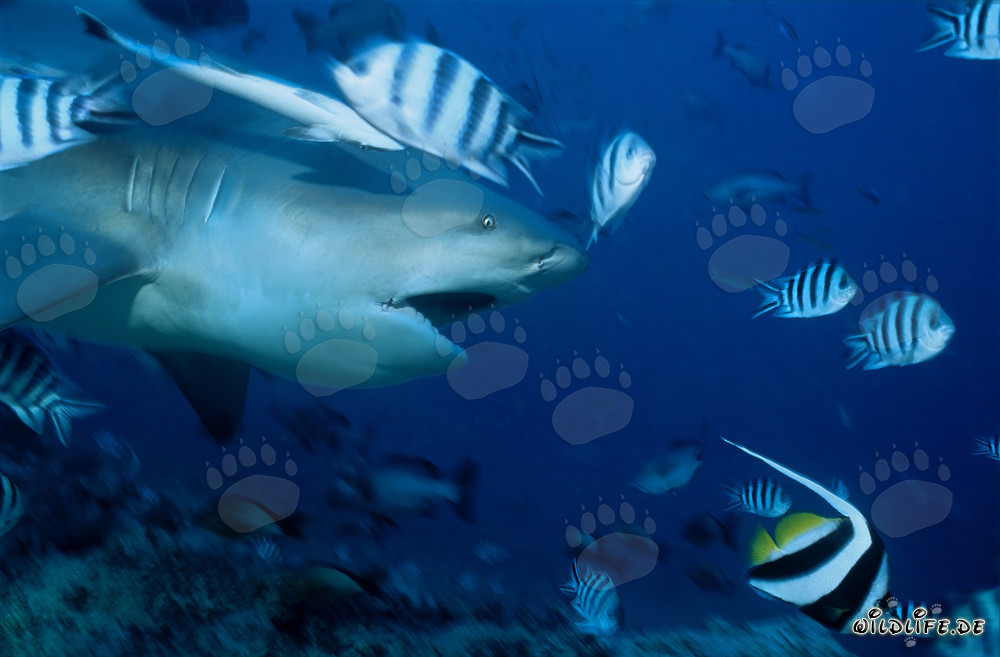 Impressive bull shark with open mouth in Beqa Lagoon, Fiji