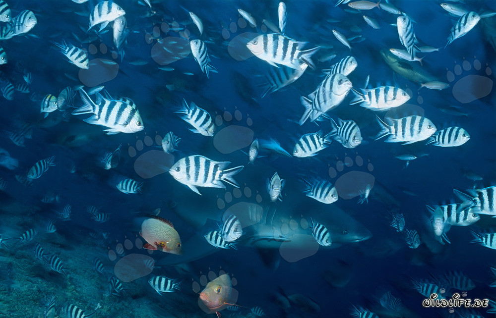 Bull Shark (Carcharhinus leucas)