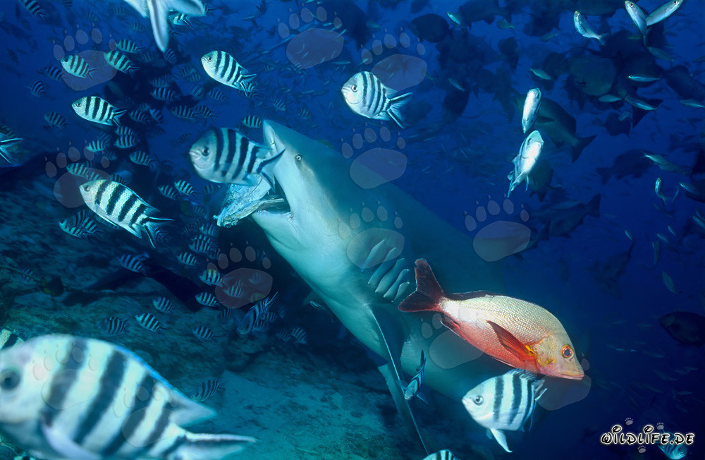 Bull shark goes for bait fish
