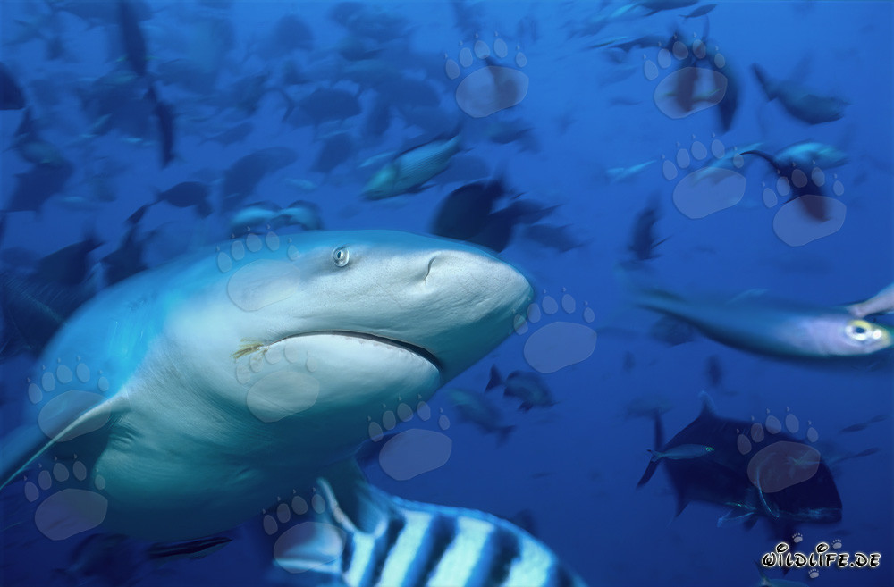 Bull Shark Underside