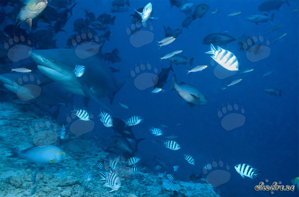 Two impressive Bull Sharks swimming in the clear waters of Beqa Lagoon, Fiji